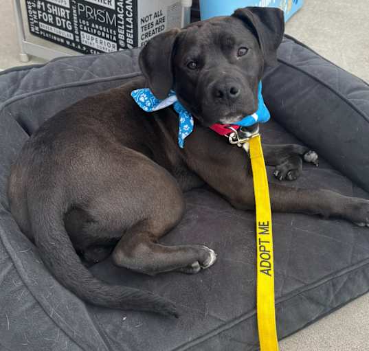 Photo of Bucky w/front leg deformity