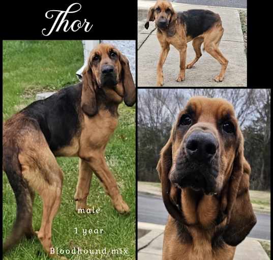 Photo of Thor