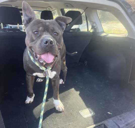 Photo of Brutus