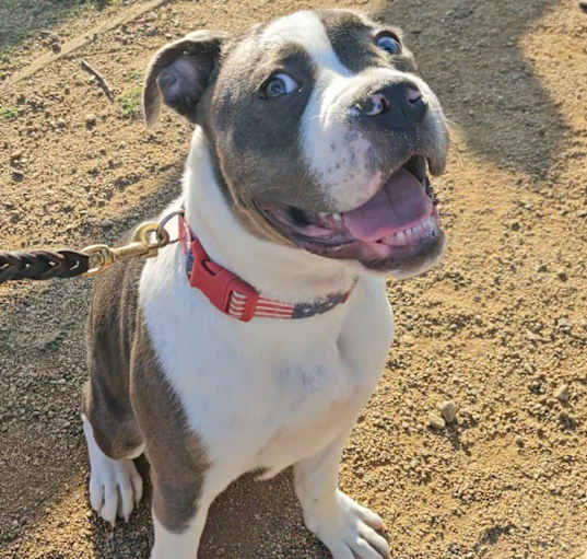 Photo of Adorable Z Brutus