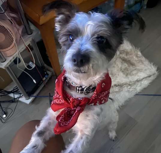 Photo of Yogi