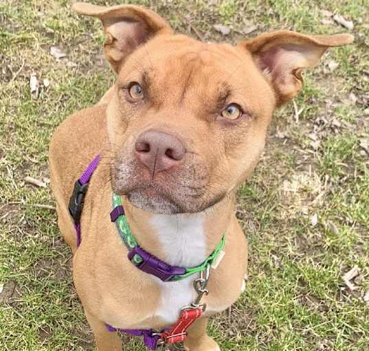 Photo of Nala