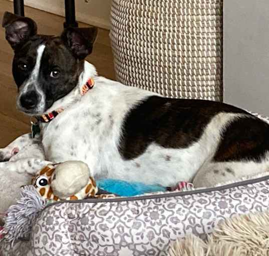 Photo of Tootsie