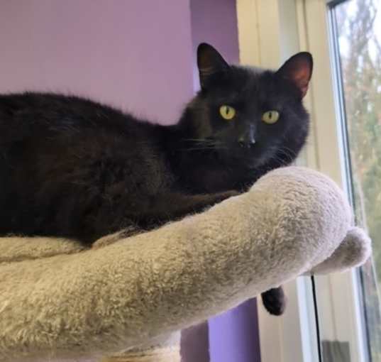 Photo of Bat Cat