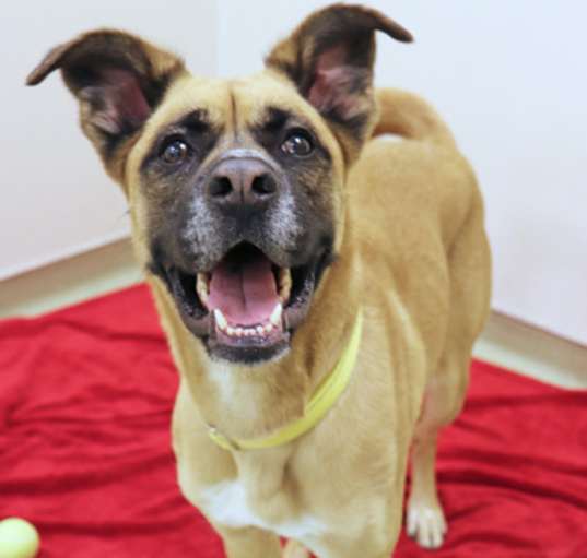 Photo of Honey