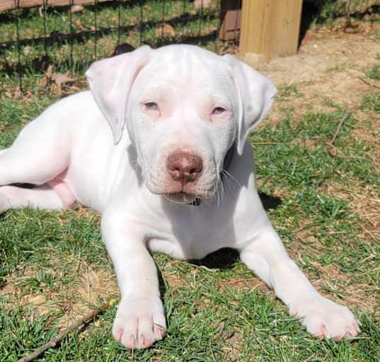Photo of Howie (Jewel's Gems)