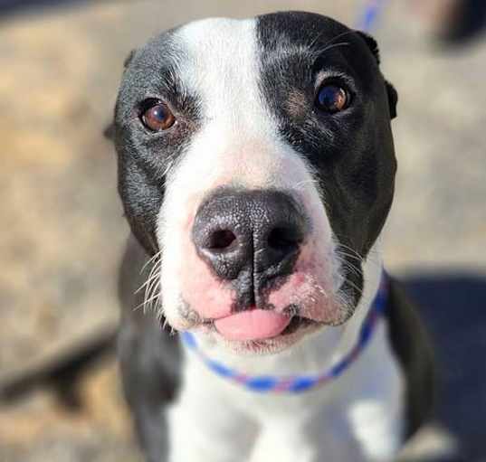 Photo of Dahlia
