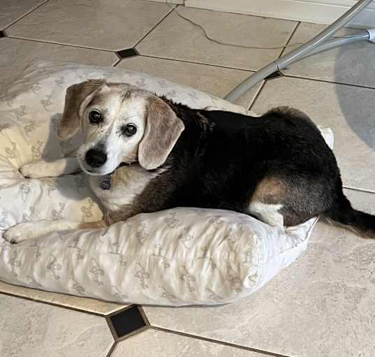 Photo of Riley