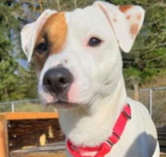 Photo of Buddy