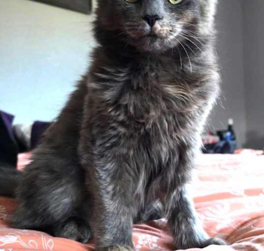 Photo of Honey Bear