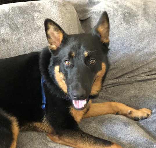 Photo of Bobby Boy (CP)