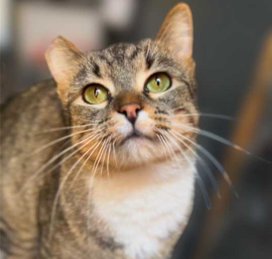 Photo of Fruitcake