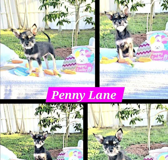 Photo of Penny Lane