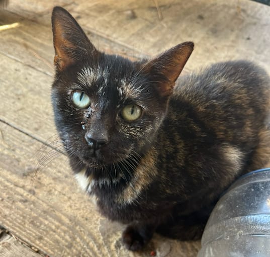 Photo of Quinnie
