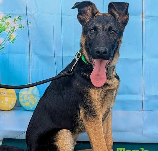Photo of Tank