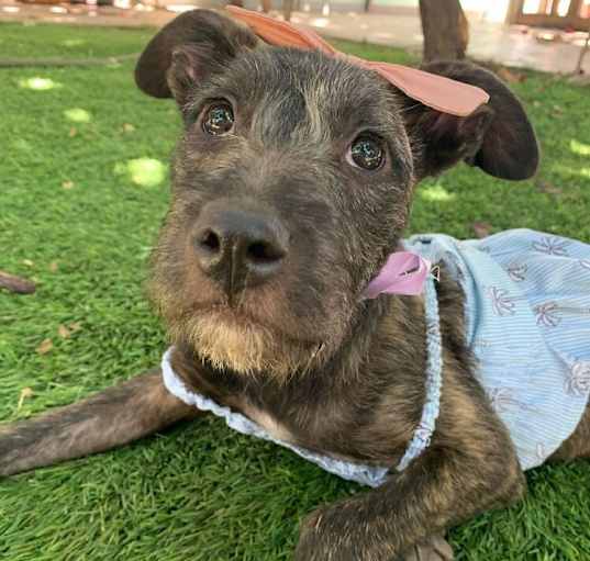 Photo of PERLITA