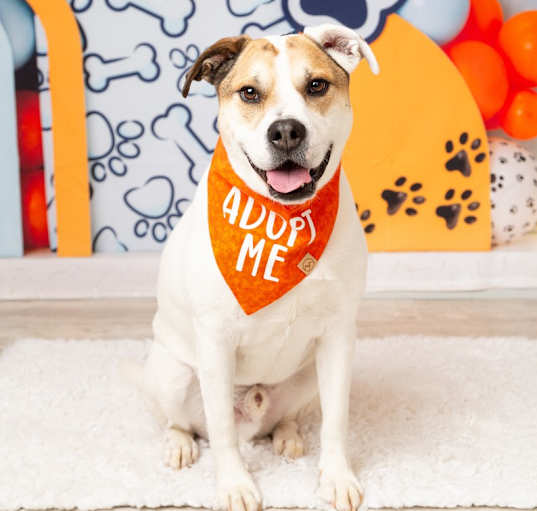 Photo of Tater
