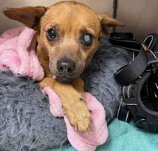 Photo of Darcy