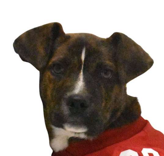 Photo of Thunderous O' Blaze