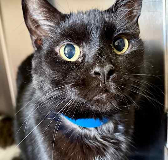 Photo of Atticus