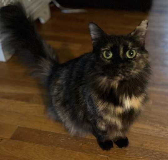 Photo of Pickles