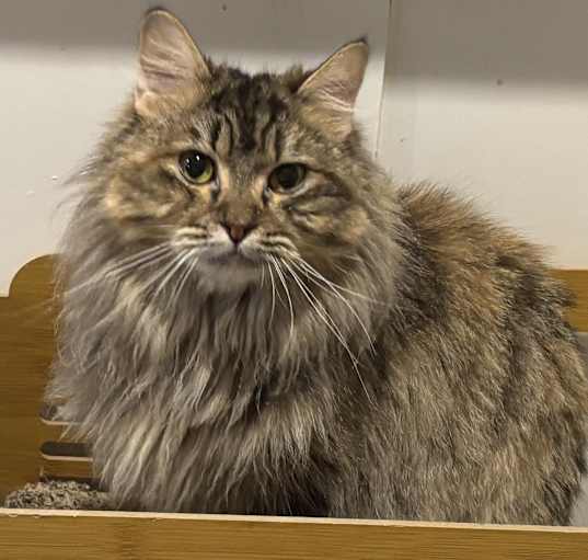 Photo of Shakira (Persian)