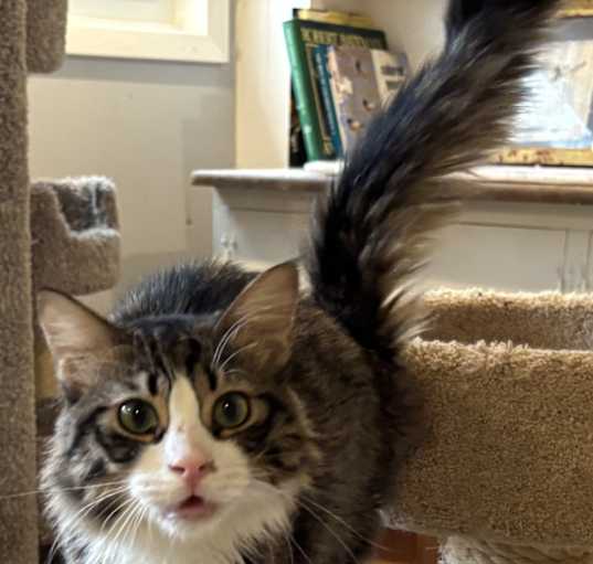 Photo of Lora (lap cat, dogs and cats)