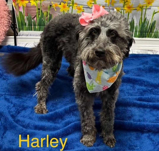 Photo of Harley