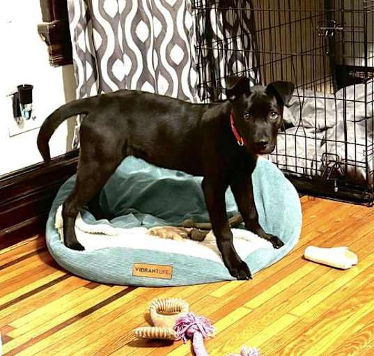Photo of Pogo