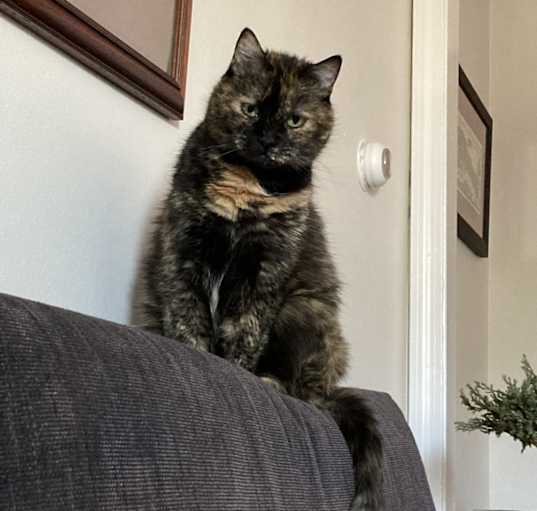 Photo of Mira