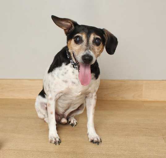 Photo of Dobby D64648