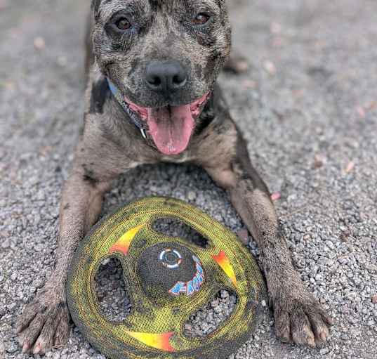 Photo of Bosco