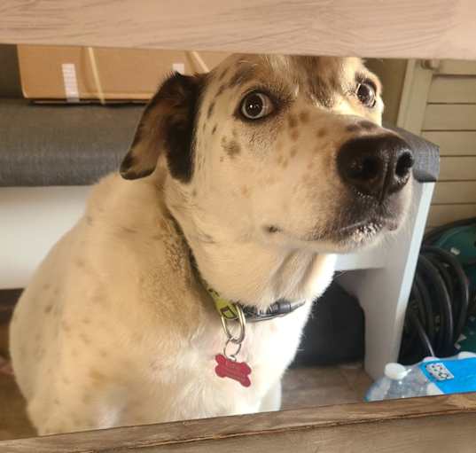 Photo of Echo