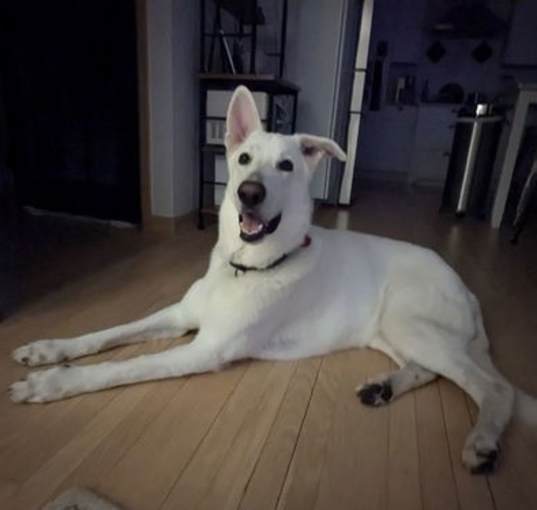 Photo of Otis