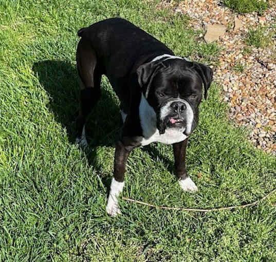 Photo of Ollie