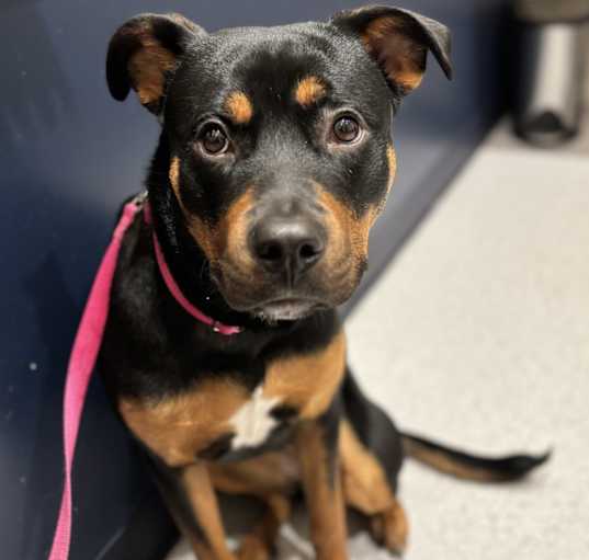 Photo of Belle