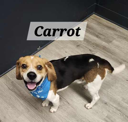 Photo of Carrot