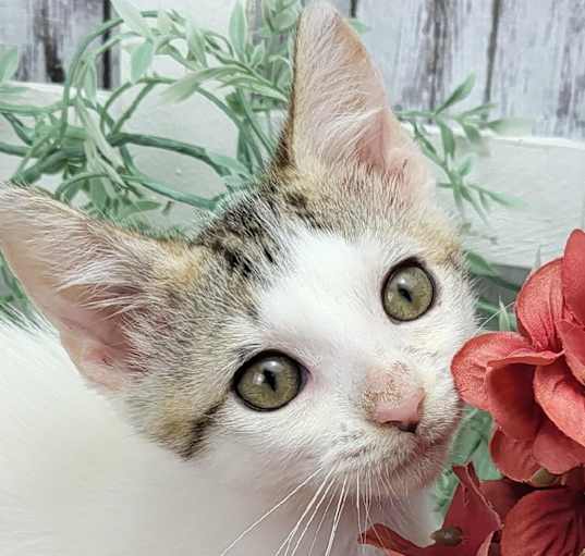 Photo of Evie (Adoption pending)