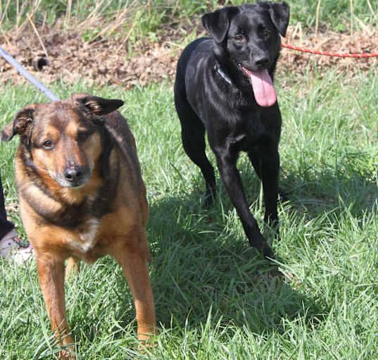 Photo of Porter & Willow (Bonded Pair)