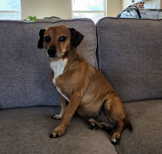 Photo of Louie