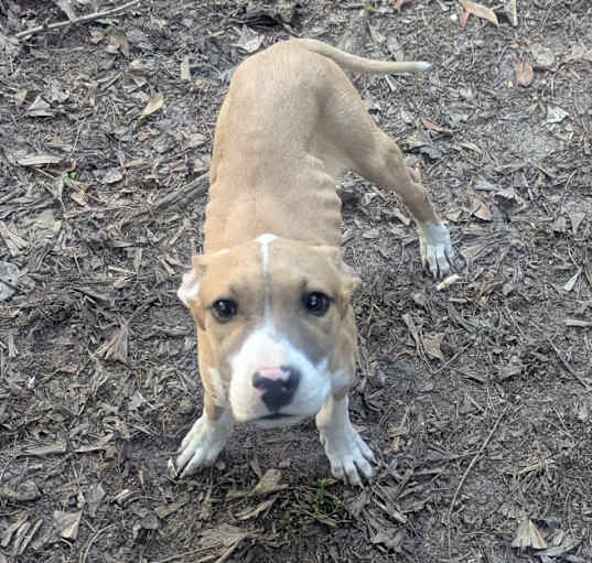 Photo of Buddy
