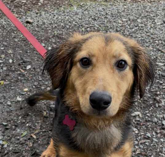Photo of SADIE