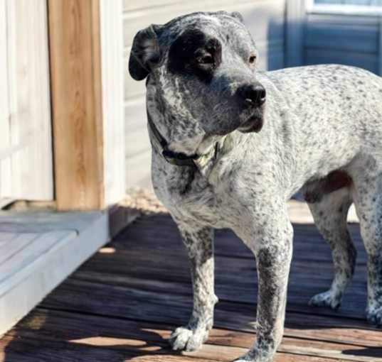 Photo of Bruiser