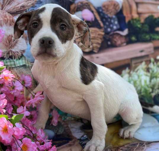 Photo of Carson ~ meet me!
