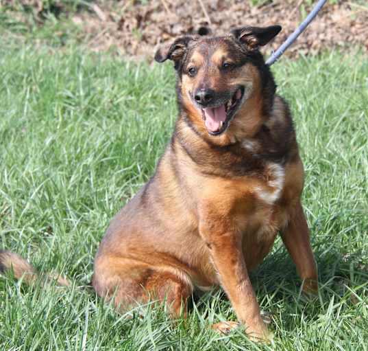 Photo of Porter (Neutered)