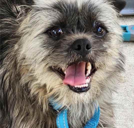 Photo of Grover