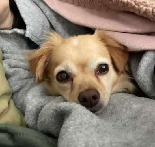 Photo of Vinny