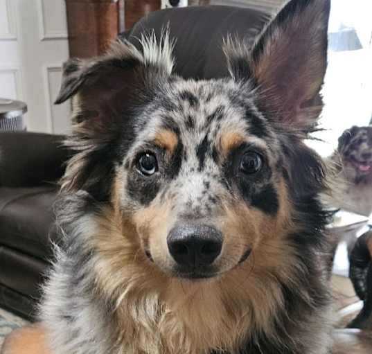 Photo of Sawyer