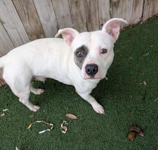 Photo of Rowdy