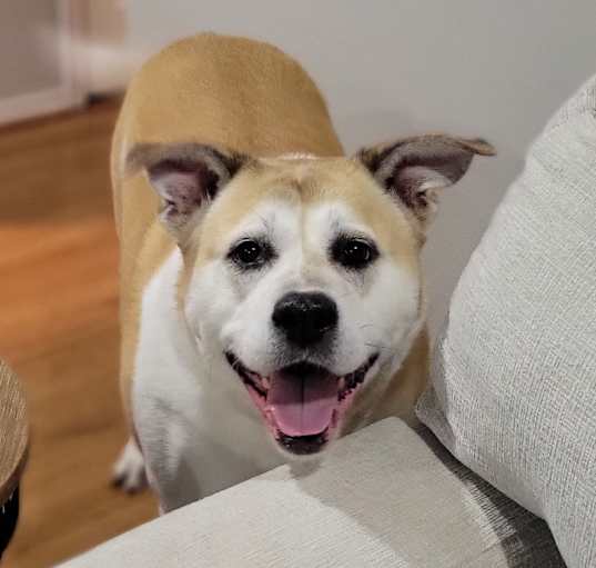 Photo of Akira